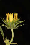 Sawtooth sunflower